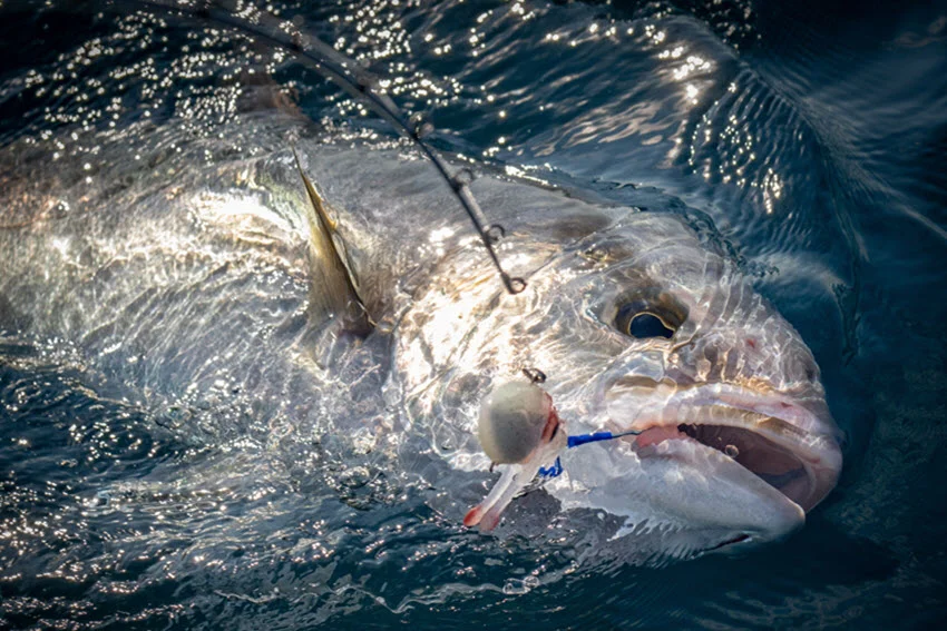 Amberjack Fishing: The Angler's Guide.