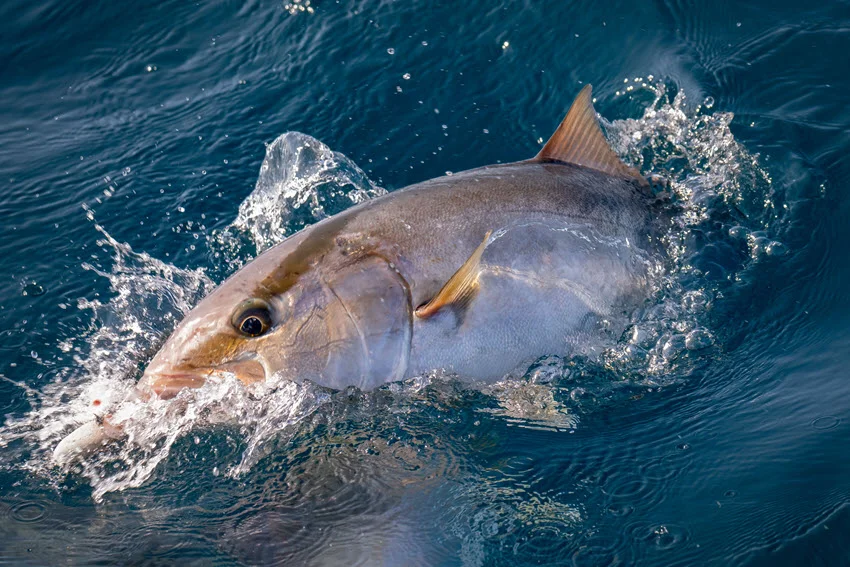 Action shot of an Amberjack powering across the surface during an offshore fight, highlighting the strength, speed, and stubborn runs anglers can expect on heavy tackle.