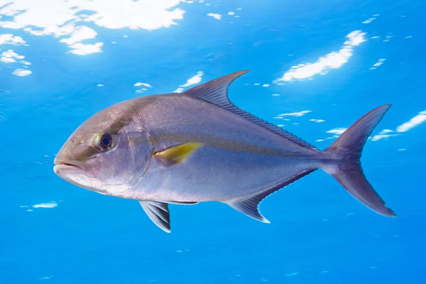 Clear underwater side view of an Amberjack in open blue water, showing the streamlined body, forked tail, and strong profile anglers use to identify this offshore species.