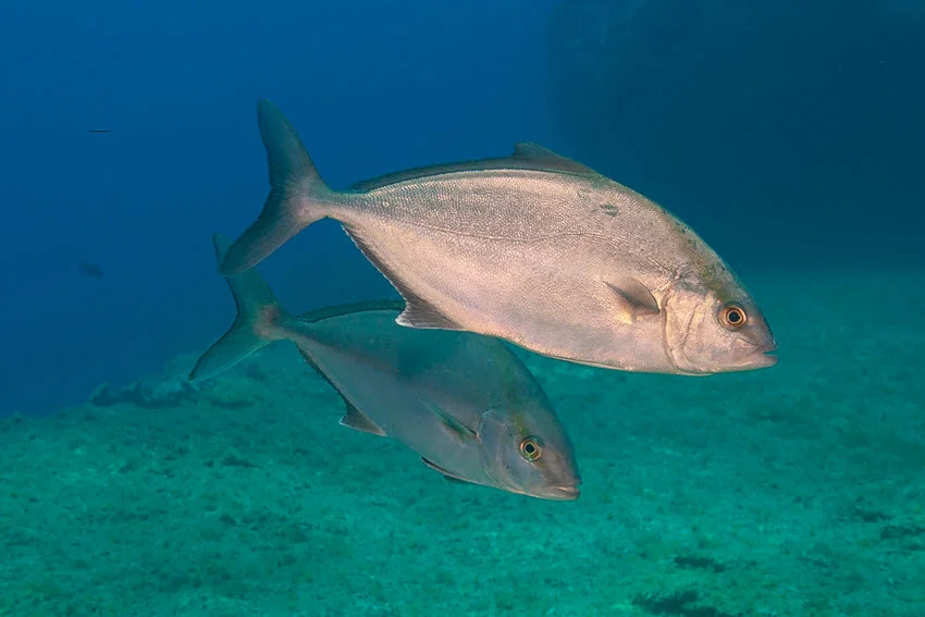 Underwater view of Amberjack cruising above the reef bottom in clear offshore water, a natural habitat scene that fits identification, behavior, and feeding pattern sections.