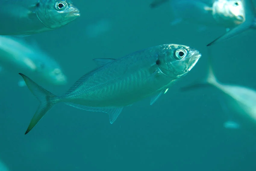 Underwater shot of a school of small baitfish in green-blue water, a strong supporting visual for live bait selection and forage patterns when targeting Amberjack offshore.