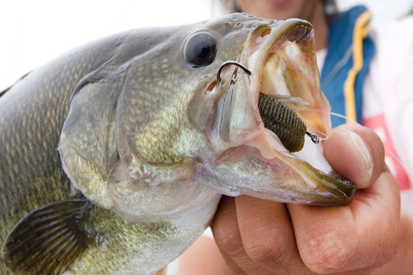 Close-up view of a Florida Largemouth Bass caught on a soft plastic lure, showing a popular setup for fishing grass, docks, canals, and lake edges.