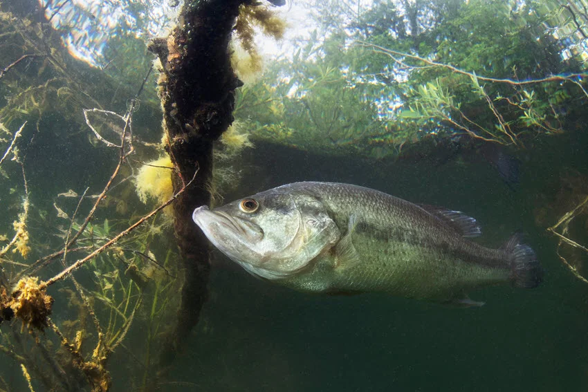 Underwater view of a Largemouth Bass swimming through shaded Florida lake cover, where anglers often target Bass around grass, trees, and structure.
