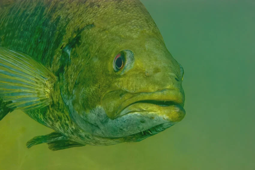 Close-up underwater view of a wild Largemouth Bass in a Florida lake, highlighting its broad mouth, green body, and freshwater predator profile.