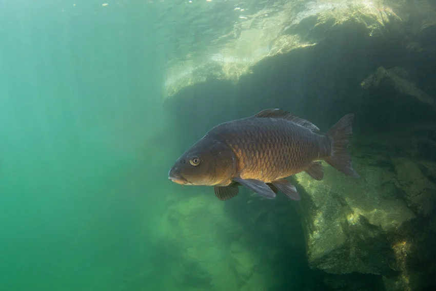 Underwater view of a Common Carp cruising along a rocky structure in clear freshwater.