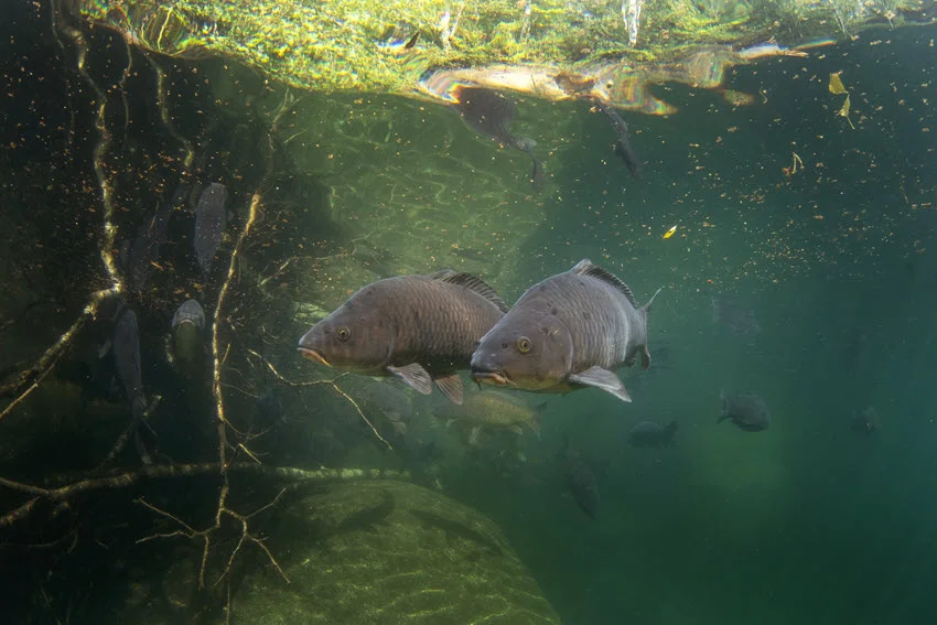 Underwater view of a weed edge over a soft bottom flat, a classic Carp travel and feeding lane.