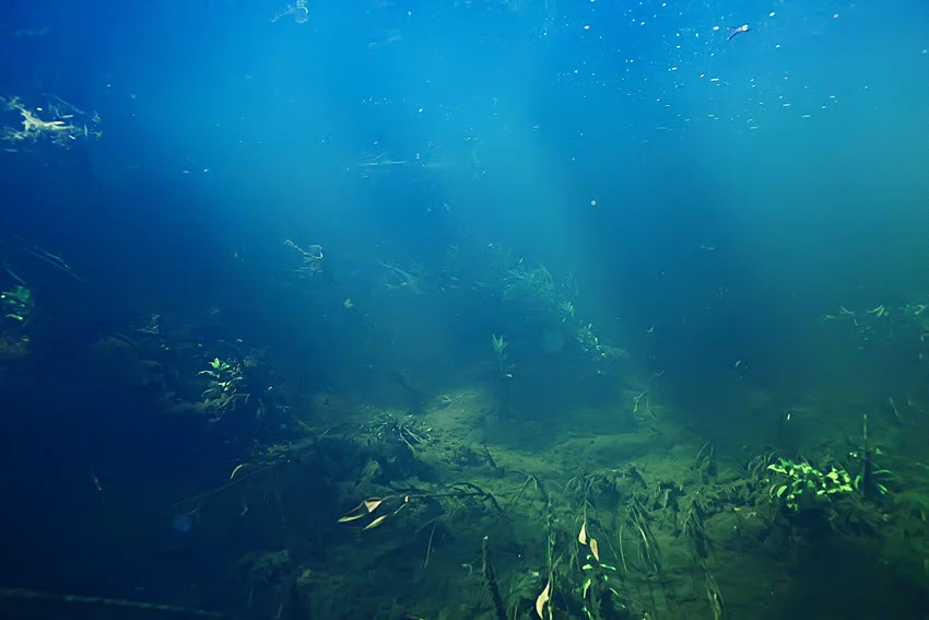 Underwater view of a weed edge and soft bottom flat, a prime Carp feeding zone for bottom presentations.
