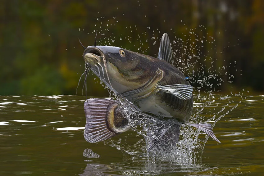3D render of a large Catfish leaping out of river water, with splashes surrounding its powerful body in mid-air.