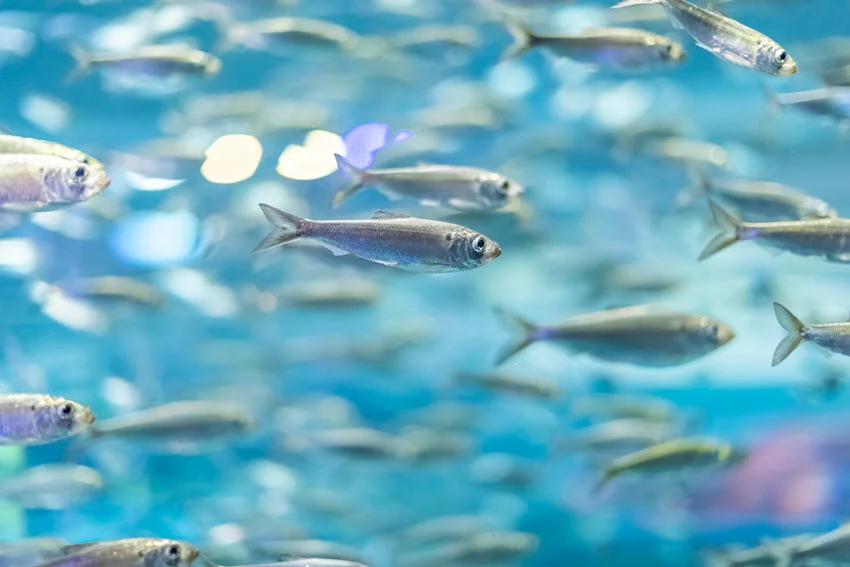 A group of small shad swimming together in an aquarium, their movements synchronized in the clear water.
