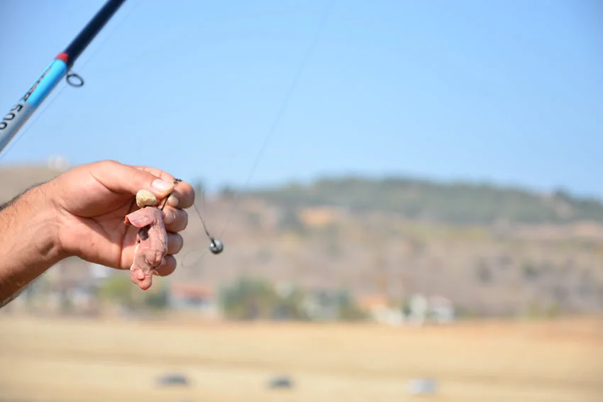 Fisherman attaching a chicken liver on a hook as bait for catching a Catfish.