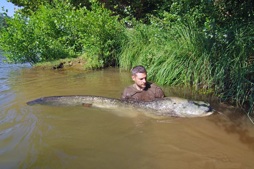Fisherman holding a giant Catfish. The large fish is prominently displayed, highlighting the impressive catch during a freshwater fishing trip.