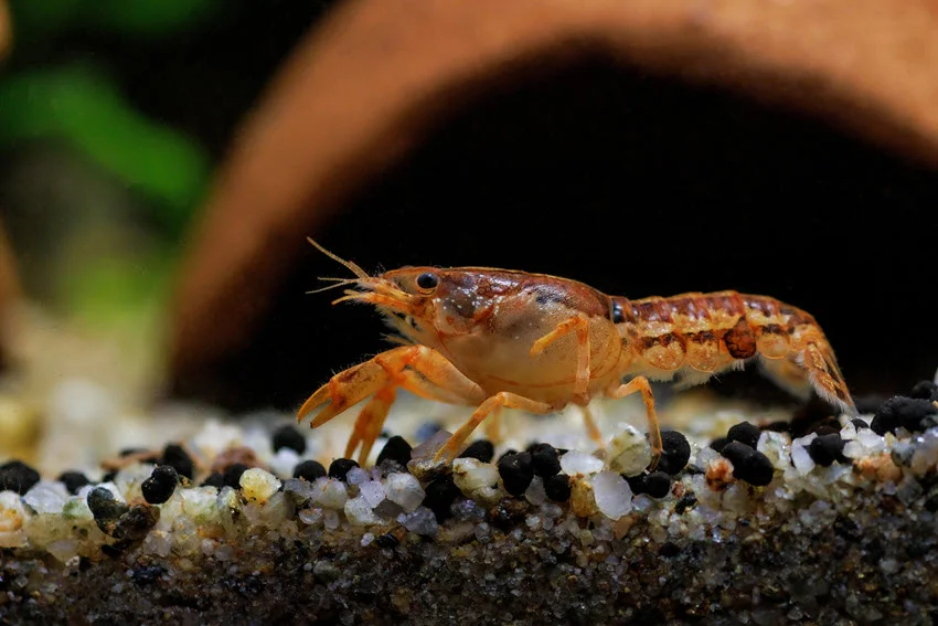 Close shot of an orange crayfish in a freshwater aquarium, highlighting its vibrant color and detailed features.
