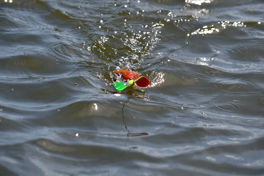 Topwater lure flying back, enticing a bite, isolated against a white background.