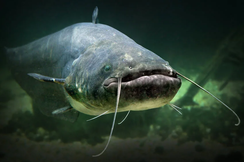Close view of a Catfish underwater at Lake Constance, captured from below in its natural habitat within the clear lake water.