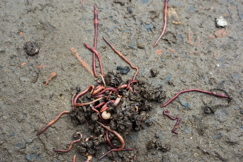 Worms scattered on the ground, intended as bait for Catfish, with earthy background details.