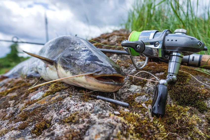 Catfish caught while fishing with a spinning rod, displayed on a rocky shore with green grass visible in the background, showcasing the size and details of the fish just after the catch.