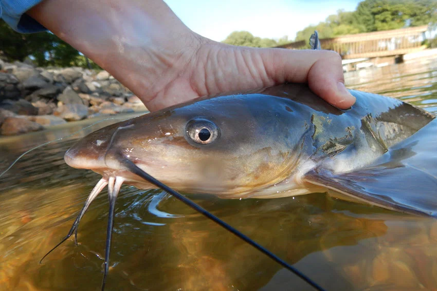 Close-up view of a Channel Catfish being held by a fisherman on a calm lake, showing detailed features of the fish including whiskers, fins, and wet scales.
