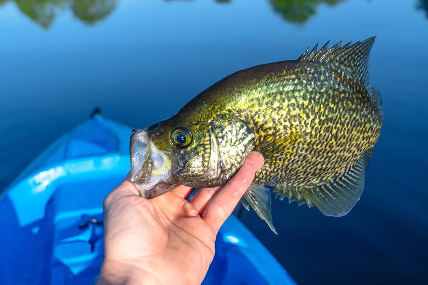 View of a freshly caught large Crappie held by an angler in a kayak on a summer day.