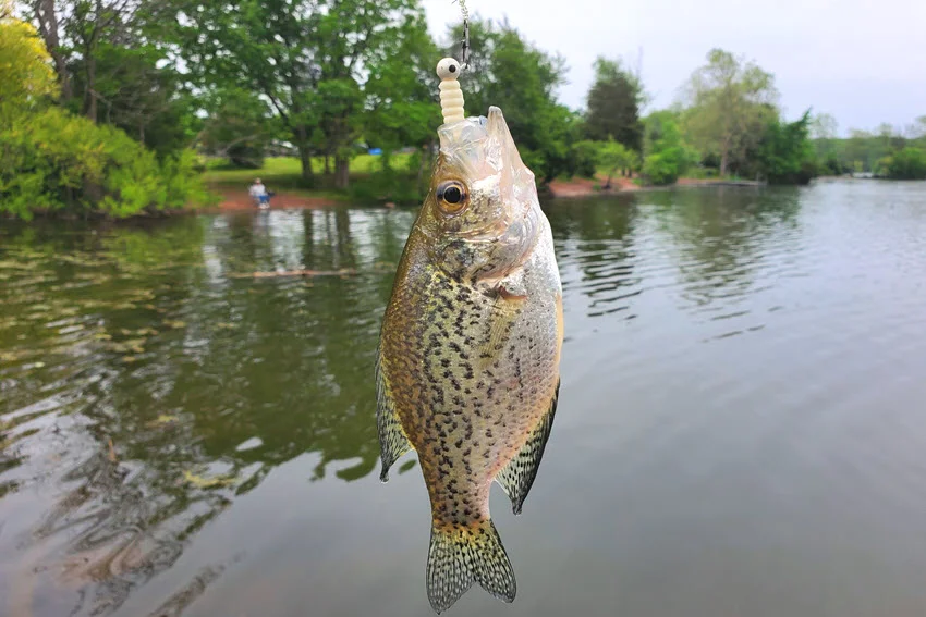A beautiful Crappie caught on a line with a hook baited with a white plastic worm.