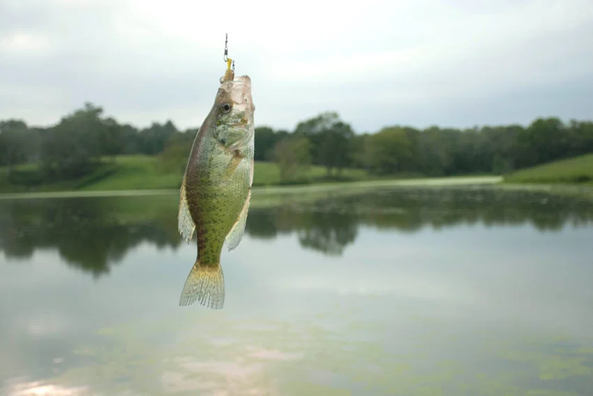 A close-up of a Crappie in front of a pond, surrounded by calm water and lush green vegetation in a serene lakeside environment.