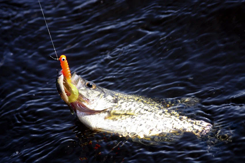 Close shot of a Crappie hooked on the fishing line, being reeled in with an orange bait in its mouth at the surface of the lake.