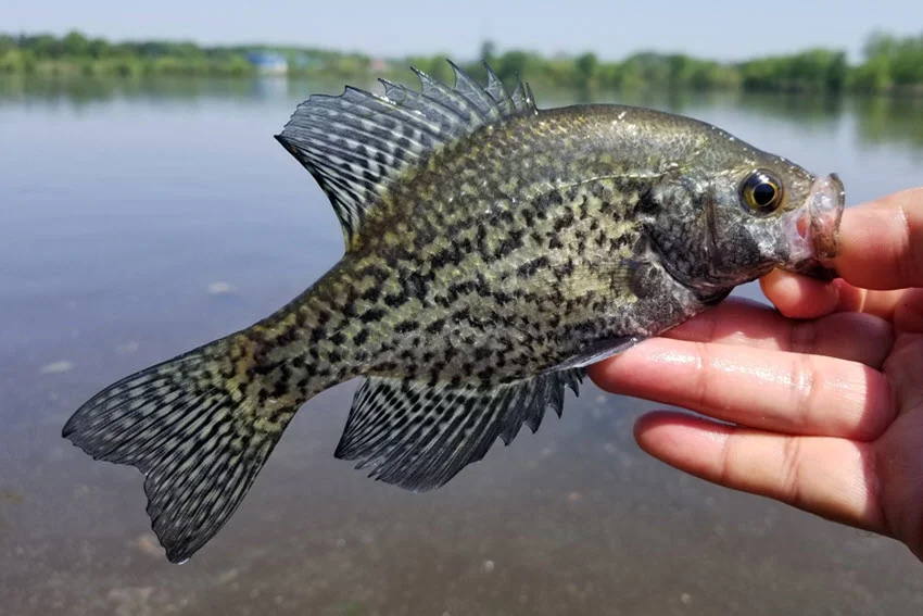 Best Crappie Lures: The Angler's Guide.