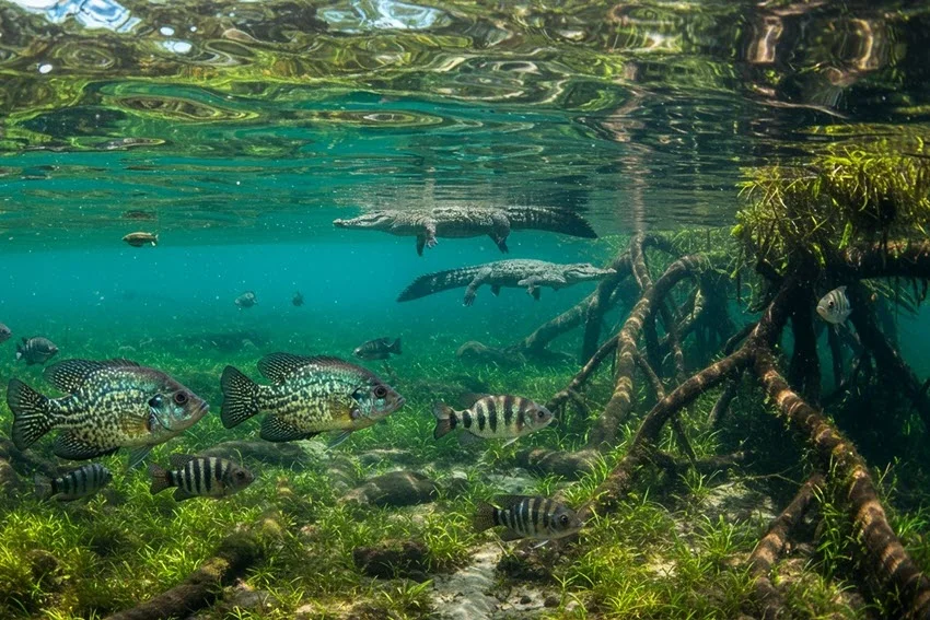 An underwater scene featuring Crappie and Bass swimming among aquatic plants, while alligators lurk nearby, creating a vivid freshwater wildlife environment.