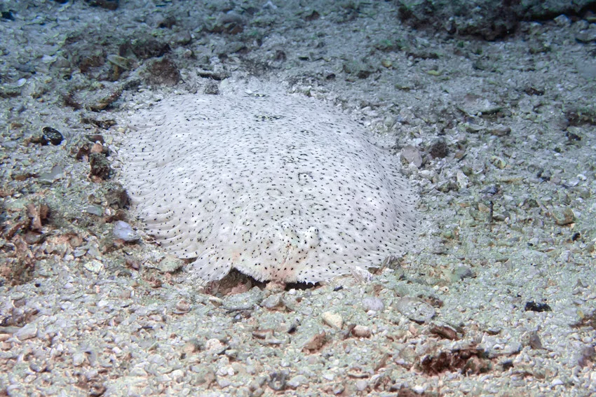 Underwater view of a Flounder resting camouflaged on a sandy sea bottom blending with its surroundings.