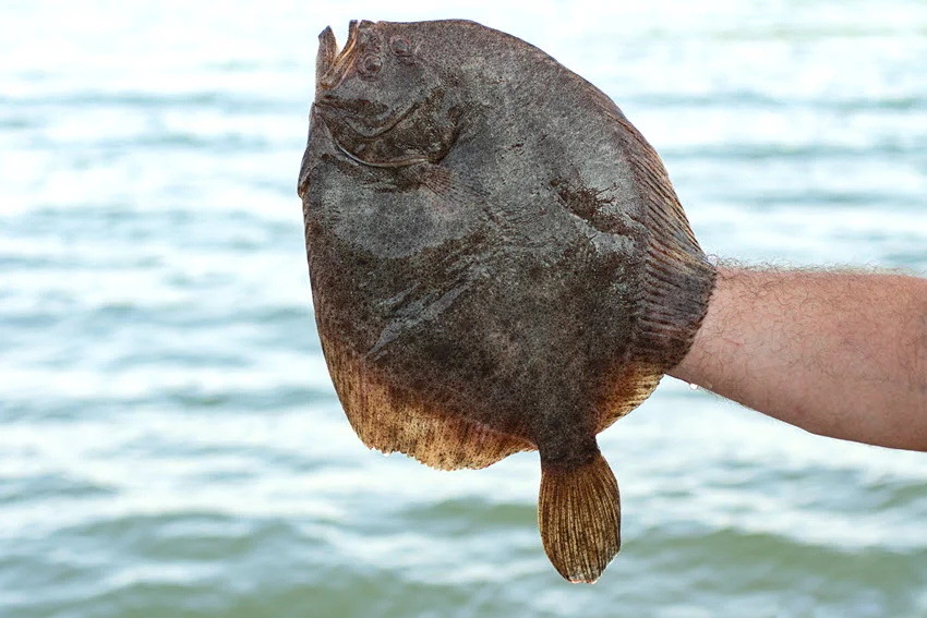 Shot of a freshly caught Flounder being held up by an angler over the water.