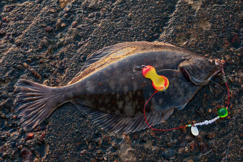 View of a Flounder lying on a rocky surface with a colorful spoon and worm rig beside it.