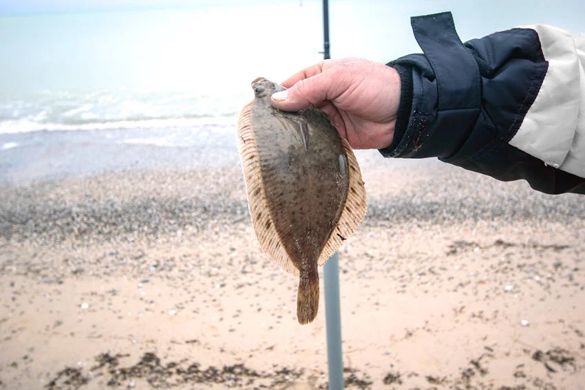 View of an angler holding a freshly caught Flounder by the shoreline with waves behind.