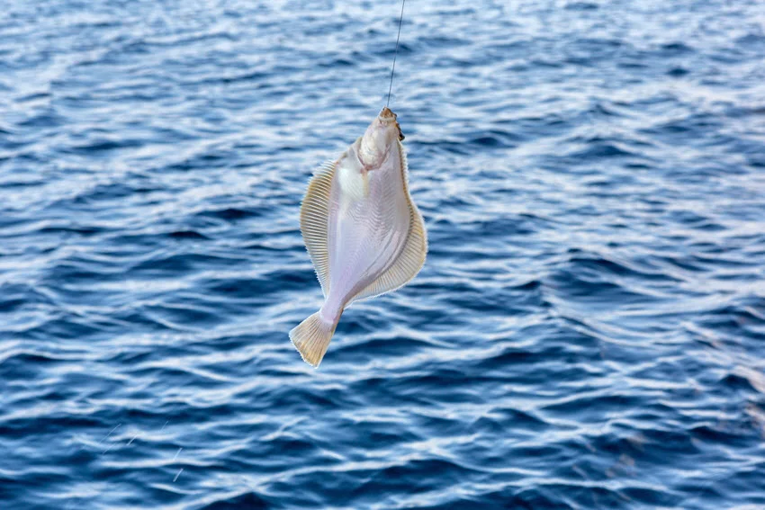 Shot of a Flounder suspended above deep blue water during offshore fishing.