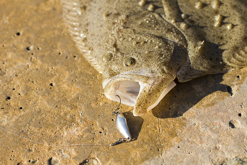 Scenic view of a Flounder facing a weedless lure while resting on a sandy bottom.