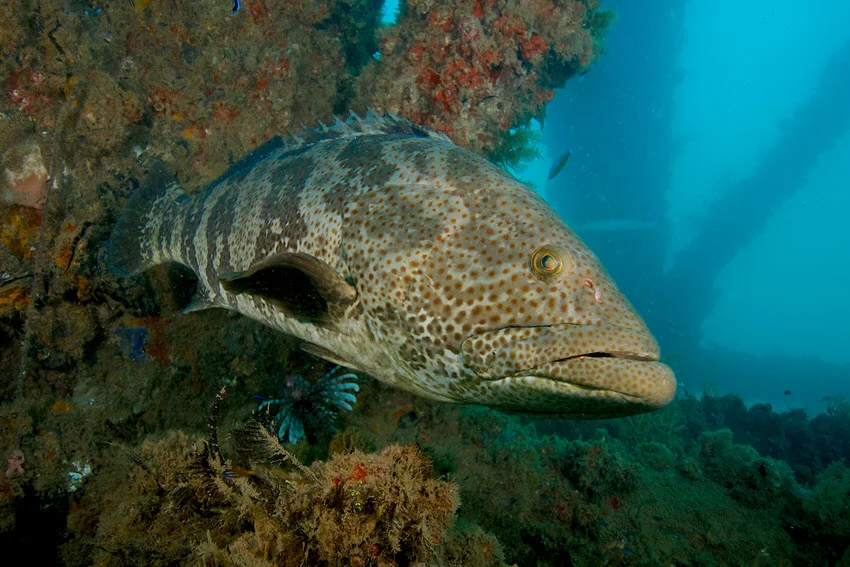 Grouper holding tight to reef structure underwater, showing the hard bottom habitat anglers target when fishing for Grouper.