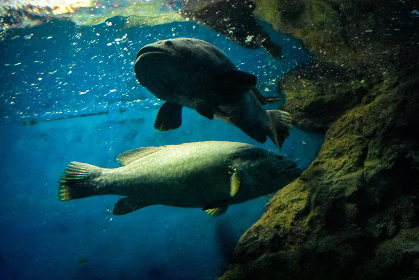 Pair of Grouper swimming underwater near rocky structure, showing the depth habitat these fish often use.