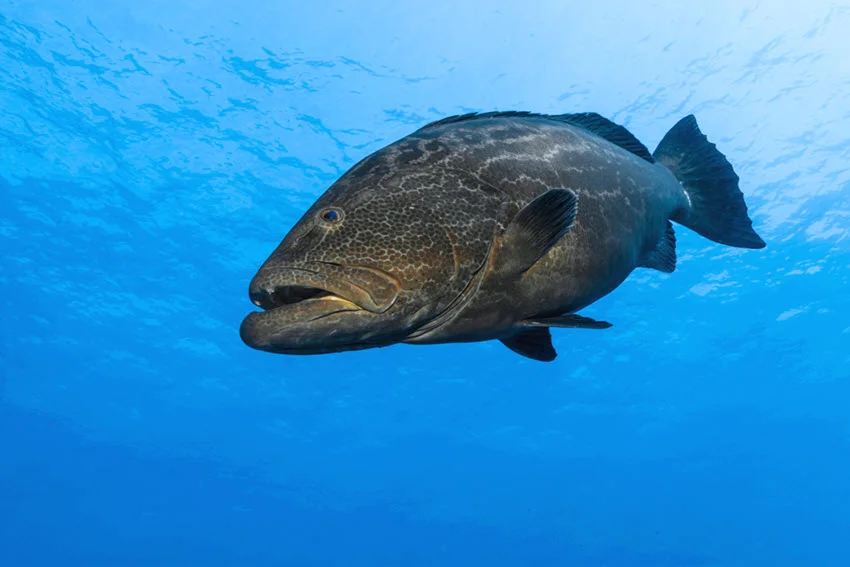 Best Grouper Lures: The Angler's Guide.