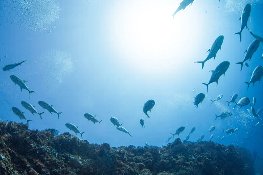 Scenic shot of a large Jack Crevalle school moving together above a coral reef in clear blue tropical water.