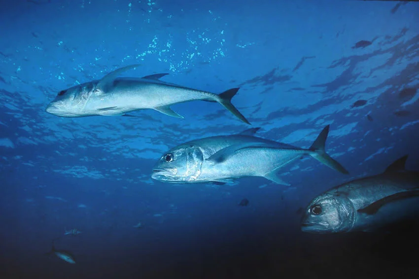 Low-angle underwater view of several Jack Crevalle schooling in open blue water, illustrating their fast-moving group behavior.