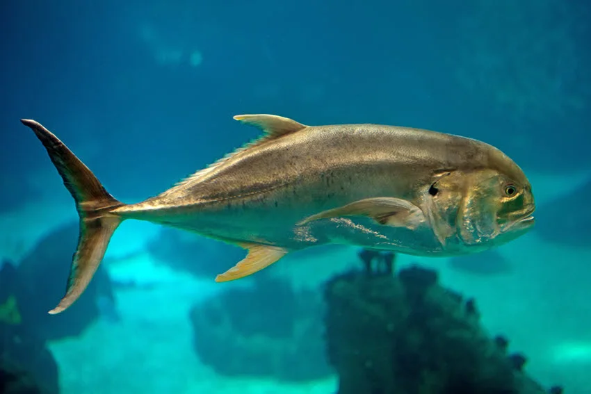Underwater view of a Jack Crevalle swimming through clear blue water, highlighting its deep body, silver coloring, and strongly forked tail.