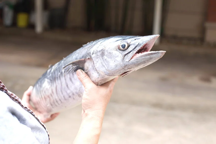 Angler holding a freshly caught King Mackerel, showing the fish's elongated body, sharp teeth, and silver coloration in close detail.