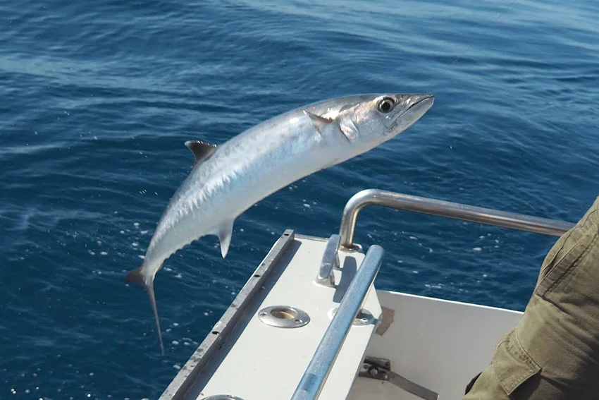 Angler holding a freshly caught King Mackerel, showing the fish's elongated body, sharp teeth, and silver coloration in close detail.