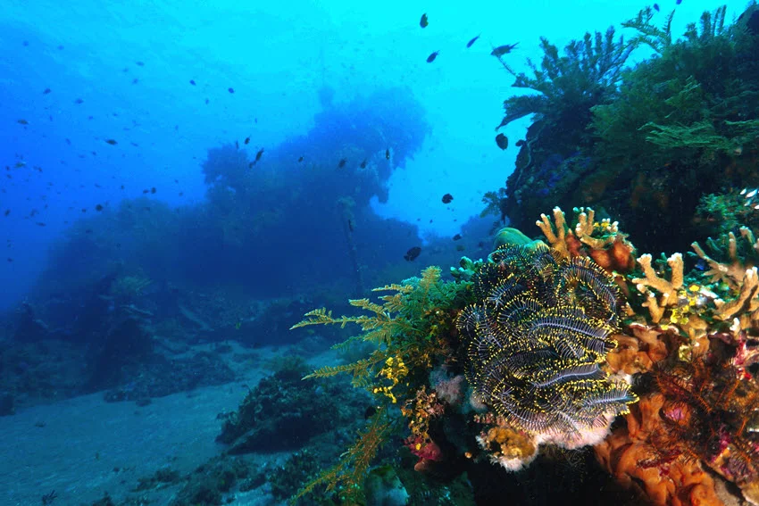 Underwater view of a colorful offshore reef representing the productive marine habitat where anglers commonly target King Mackerel.