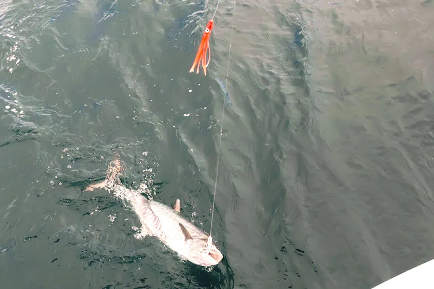 Fish hooked near a bright orange squid skirt lure beside a boat, illustrating a trolling presentation used for King Mackerel.