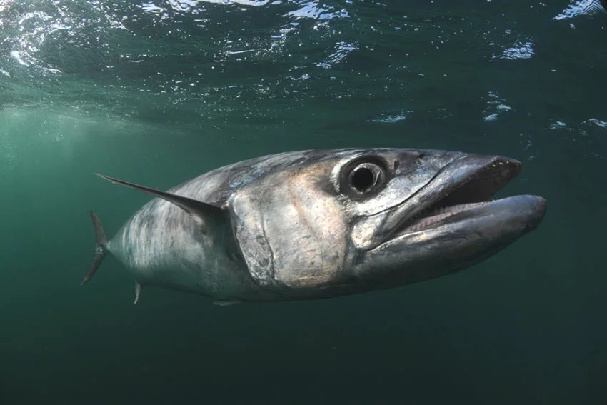 Underwater view of a King Mackerel swimming near the surface, highlighting its streamlined body, pointed head, and distinctive lateral markings.