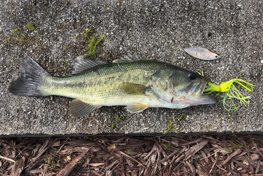 Largemouth Bass caught on a spinnerbait lure during early spring, with soft morning light reflecting on the calm water and natural surroundings, highlighting the thrill of freshwater fishing.