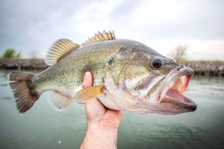 Focused view of an angler's hand holding a freshly caught Largemouth Bass with calm water and a cloudy sky in the background.
