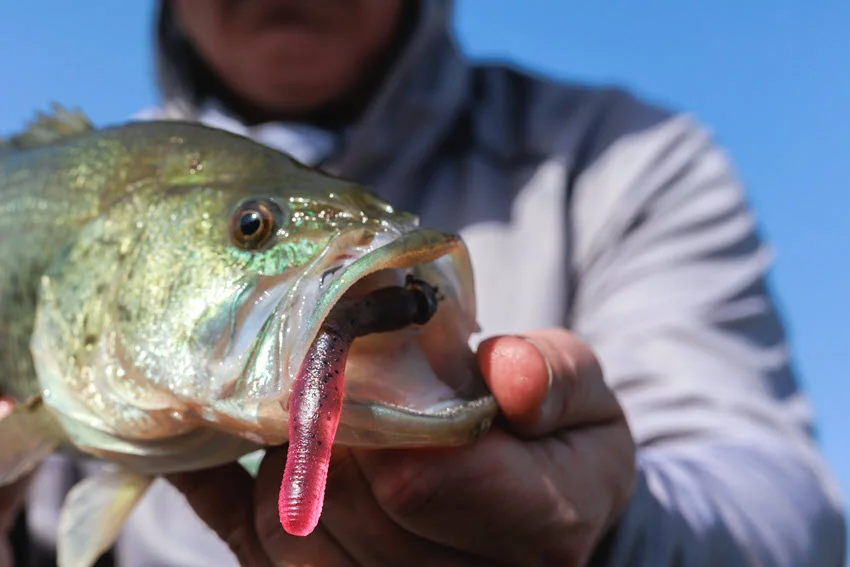 Best Largemouth Bass Lures: The Angler's Guide.