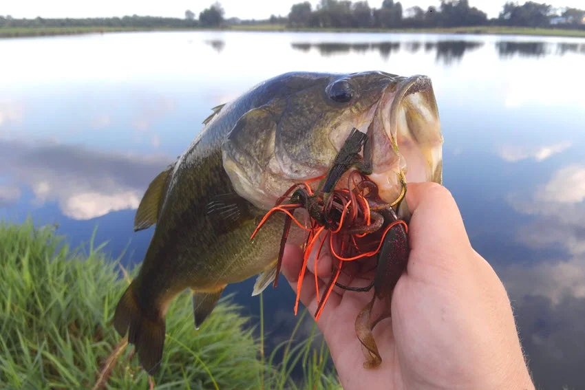 A beautiful Largemouth Bass freshly caught on a jig, held up by an angler with water in the background.