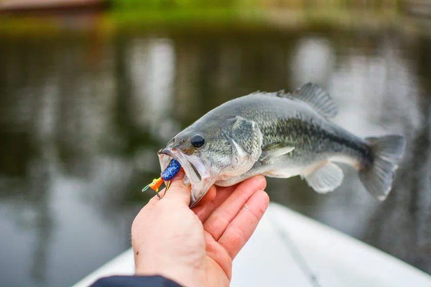 Focused view of Largemouth Bass being held by hand with a natural outdoor background, representing fishing as a hobby and leisure activity.
