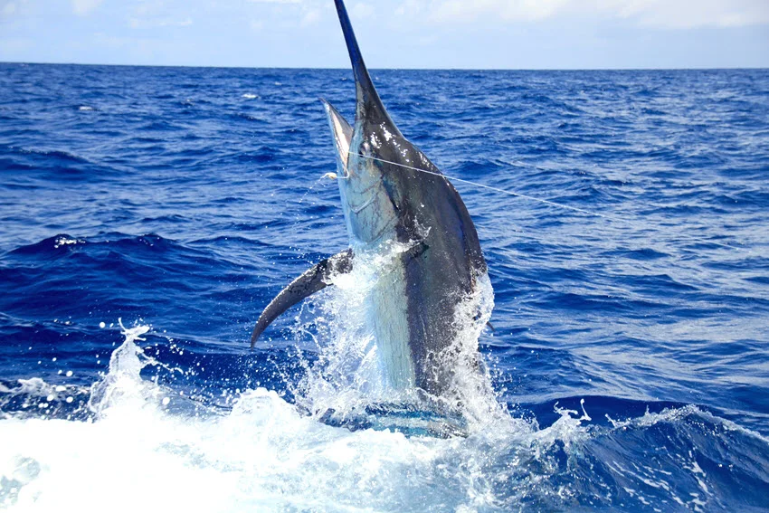 Close-up headshot of a Black Marlin caught and emerging from the water, with splashes around its powerful jaw and long bill as it fights on the line.